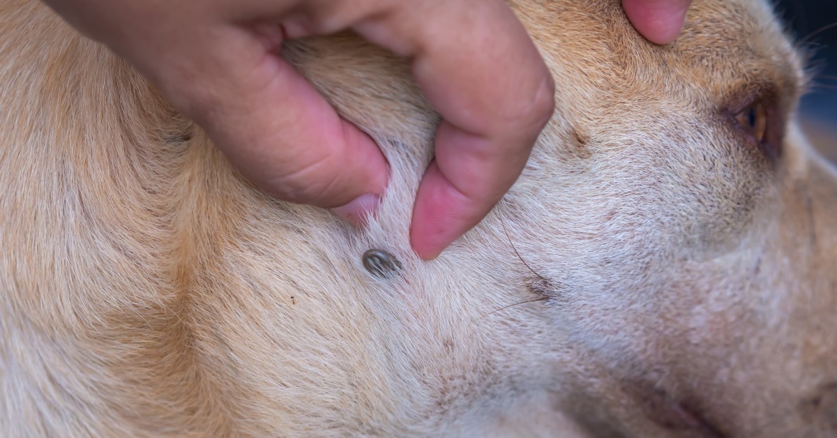 Treatment for tick shop bite fever in dogs